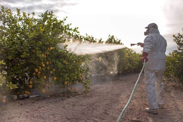 Best Bed Bug Extermination  in Wye, MT