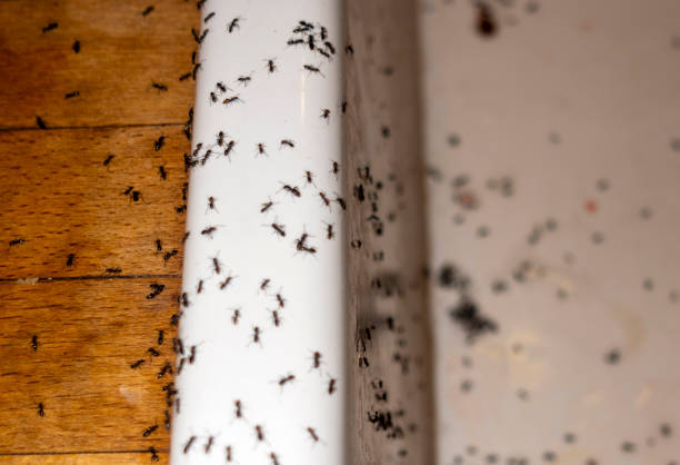 Best Cockroach Control Services  in Wye, MT